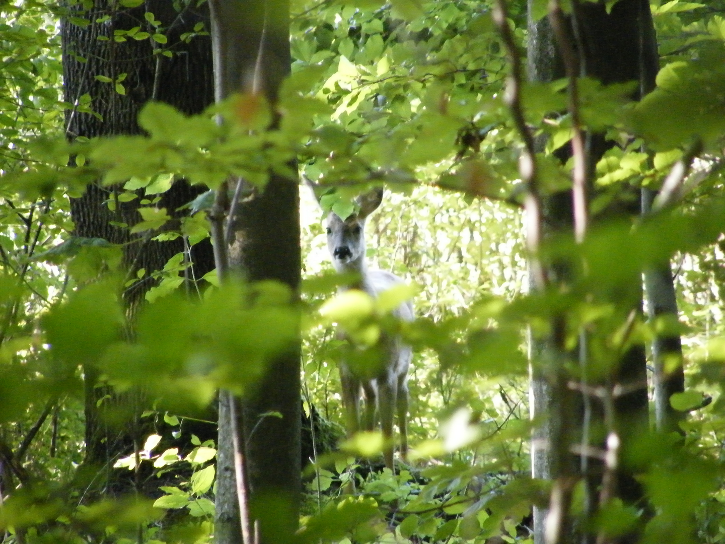 Dz. dzikiej przyrody1