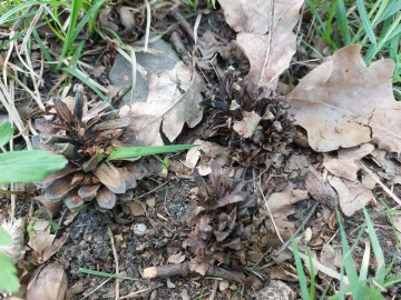 Projekt „Z Przyrodą na Ty” w Specjalnym Ośrodku Szkolno-Wychowawczym im. Janusza Korczaka w Skierniewicach, 