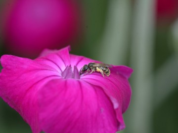 Wieki Dzień Pszczół w BPK, fot. A. Pruszkowska, 
