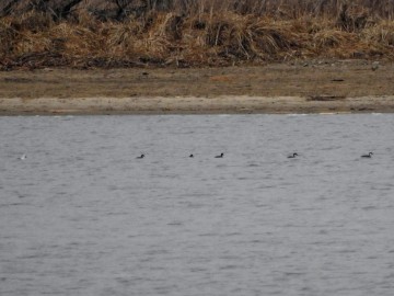 Monitoring Zimujących Ptaków Wodnych na Zbiorniku Sulejowskim – 2023, <p>stadko bielaczków.</p>