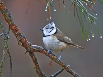 Monitoring Zimujących Ptaków Wodnych na Pilicy – 2023, <p>czubatka.</p>