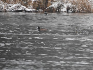 Zimowe liczenia ptaków wodnych - 2018, <p>Ogorzałka. Fot. Szymon Kielan</p>