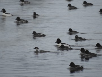 Zimowe liczenia ptaków wodnych - 2018, <p>Bielaczek i gągoły. Fot. Szymon Kielan</p>