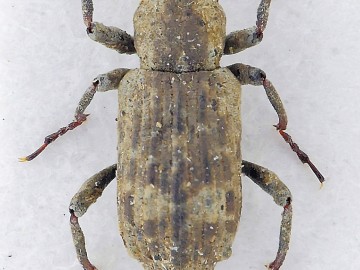 Bagous ciekawy rodzaj chrząszczy w Spalskim PK, <p>4. <em>Bagous tempestivus</em></p>