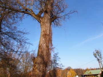 Drzewa Sulejowski PK, <p>Topola czarna - Borowiec</p>