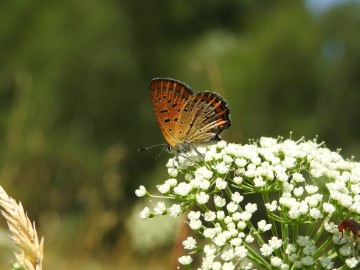 Monitoring chronionych motyli na terenie Spalskiego Parku Krajobraowego, <p>czerwończyk fioletek</p>