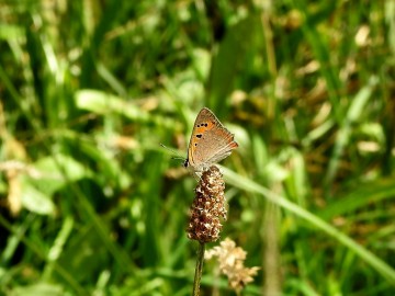 Monitoring chronionych motyli na terenie Spalskiego Parku Krajobraowego, <p>czerwończyk żarek</p>