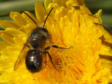 Pszczoły samotnice ruszają do pracy., 