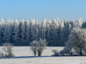 Krajobrazy Przedborskiego PK szronem malowane., 