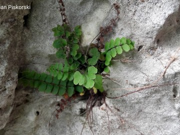 Zanokcica skalna, gatunek nawapienny, <p>fot. Sebastian Piskorski</p>