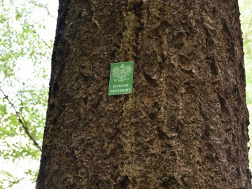 Daglezja zielona (Pseudotsuga menziesii) - pomnik przyrody na terenie PKWŁ, <p>fot. Magdalena Majda</p>
