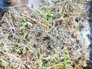 Czyszczenie budek lęgowych w naszych parkach, 