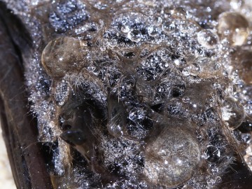 Liczenie nietoperzy zimujących w jaskiniach ZPK 27.01.2024, <p>Nocek wąsatek/Brandta, fot: M.I.</p>
