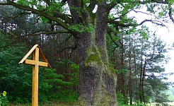 Dąb w Skotnikach w finale Drzewa Roku 2025
